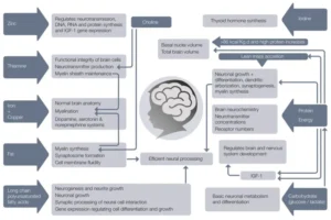 Essential Nutrients for Baby Brain Development