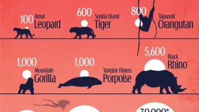 Infographic: “The Most Endangered Animals in the World”