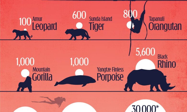 Infographic: “The Most Endangered Animals in the World”