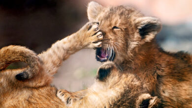 A Look Back – Classroom Management Strategy: “Sometimes The Only Thing Worse Than Losing A Fight Is Winning One” A Look Back – Classroom Management Strategy: “Sometimes The Only Thing Worse Than Losing A Fight Is Winning One”