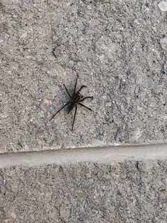 Joyful Learning in the Early Years: Spider Math