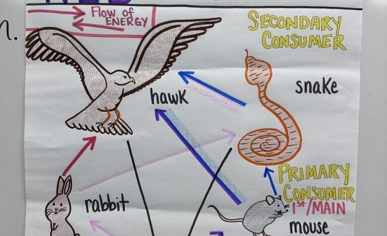 25 Fun Food Web and Food Chain Activities