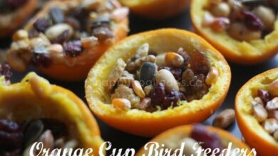 Homemade Orange Cup Bird Feeders Homemade Orange Cup Bird Feeders
