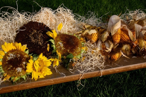 Sensory Fun – Corn Cobs and Sunflowers