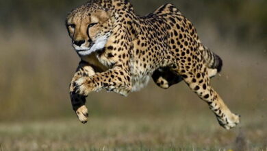 Video: “SPEED COMPARISON 3D : Animals”