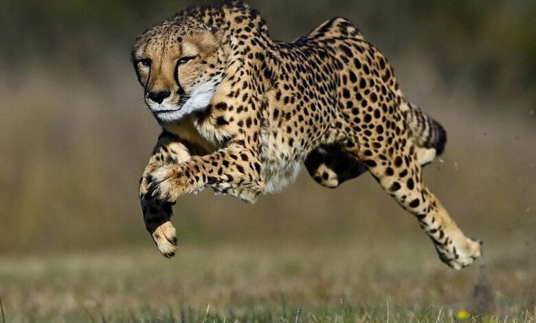 Video: “SPEED COMPARISON 3D : Animals”