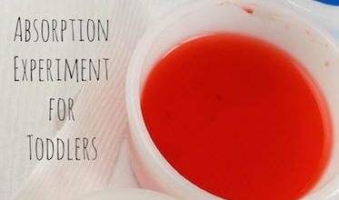 Water Absorption Experiment for Preschoolers
