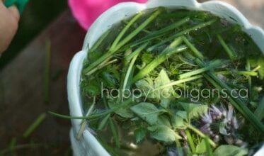 Outdoor Sensory Play – exploring herbs Outdoor Sensory Play – exploring herbs