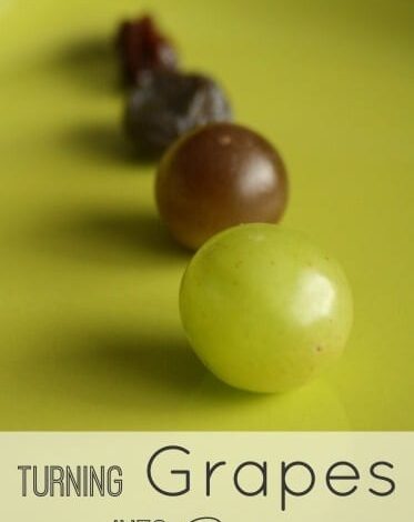 Turning Grapes into Raisins – Science for Kids