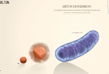 Compare The Sizes Of Living Things At “Size Of Life”