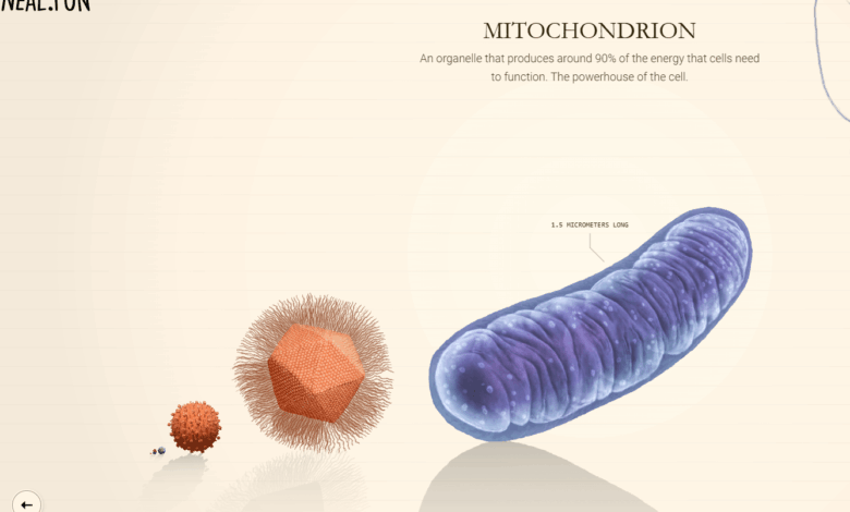 Compare The Sizes Of Living Things At “Size Of Life” Compare The Sizes Of Living Things At “Size Of Life”
