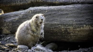 Feb. 2nd Is Groundhog Day – Here Are Teaching & Learning Resources Feb. 2nd Is Groundhog Day – Here Are Teaching & Learning Resources