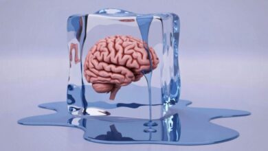 Learners In Freeze Response: Everything You Need To Know Learners In Freeze Response: Everything You Need To Know